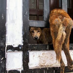 Rescue Team Frees Stray Dog from Iron Gate After Hours of Struggle