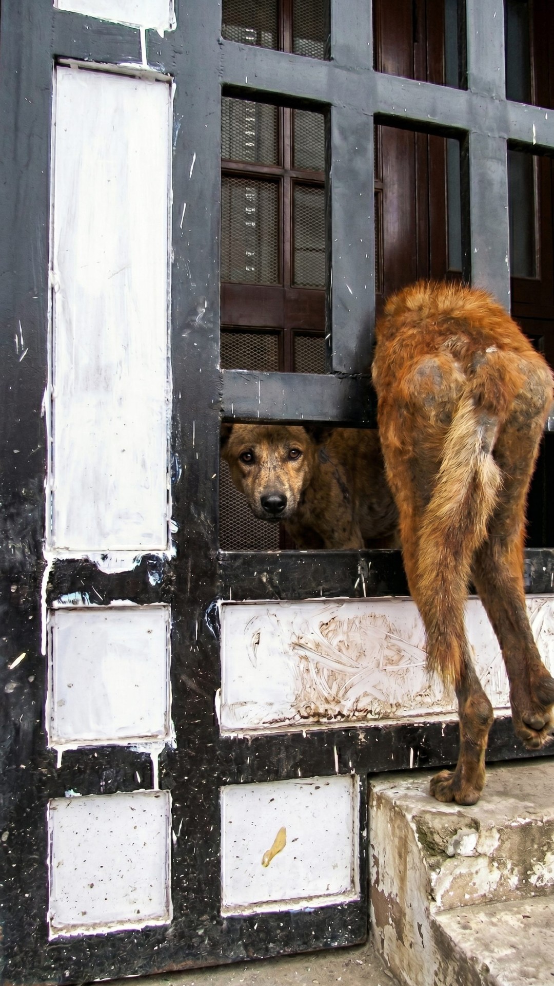 Rescue Team Frees Stray Dog from Iron Gate After Hours of Struggle