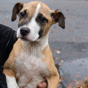 Rescue Team Finds Puppy and Kitten Huddled Together Amid Freezing Rain