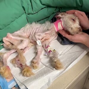 Junie's Journey: From Abandonment to Healing Over Three Months