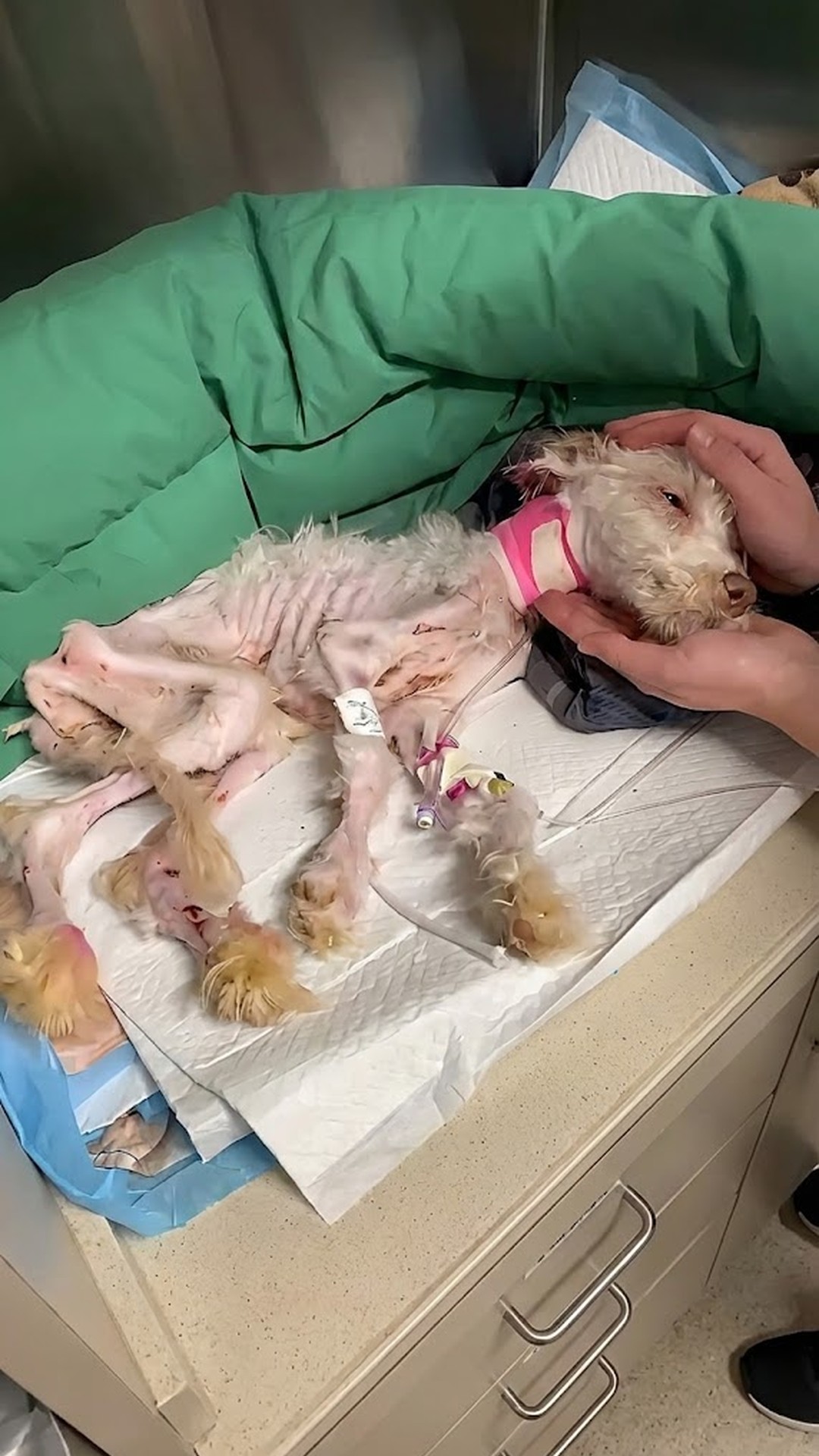Junie's Journey: From Abandonment to Healing Over Three Months