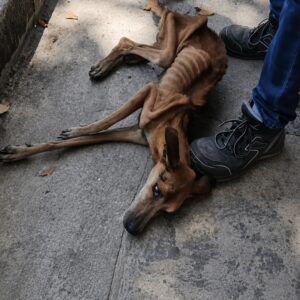 A Forgotten Dog's Transition from Trash to Tender Farewell