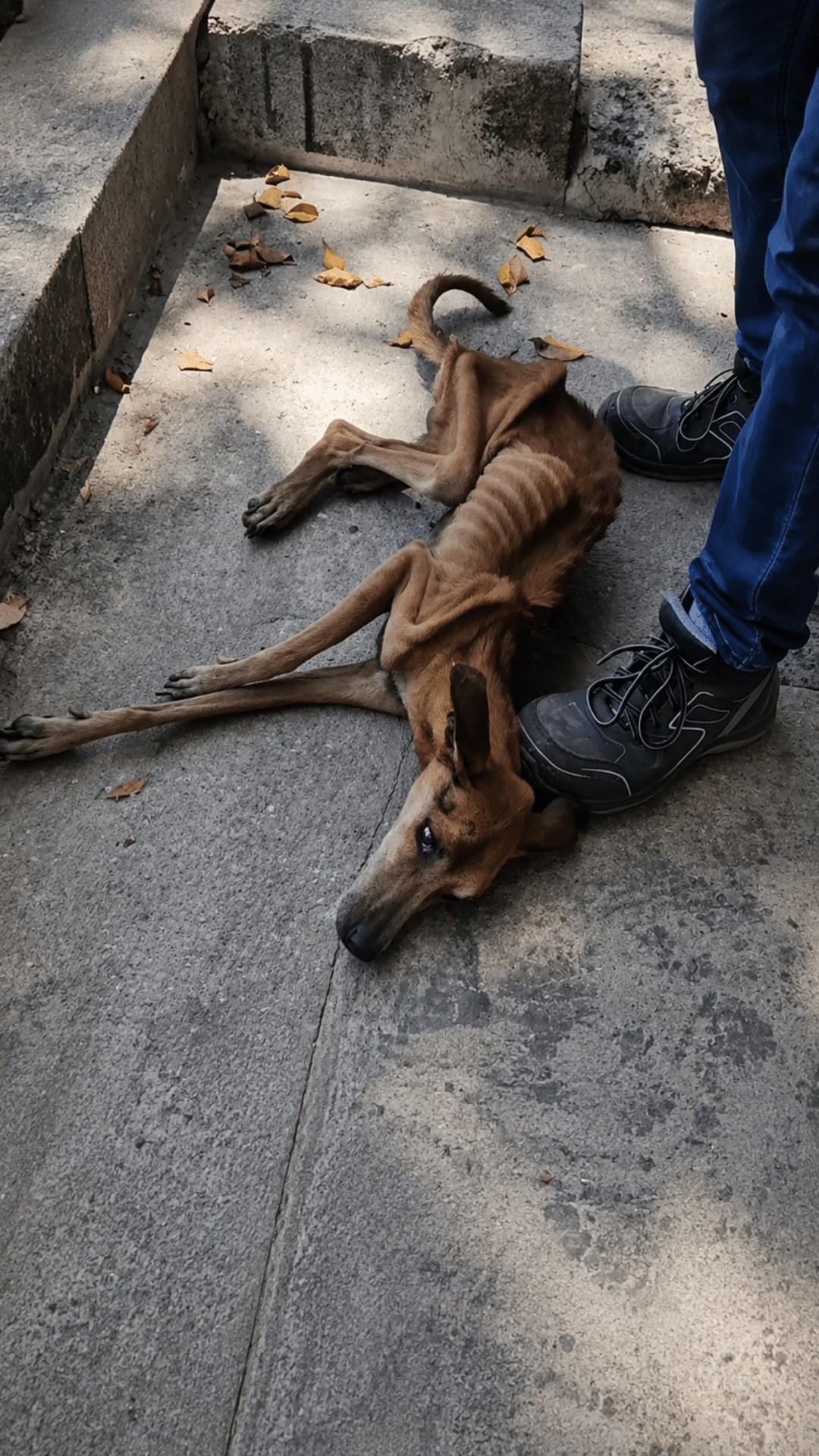 A Forgotten Dog's Transition from Trash to Tender Farewell