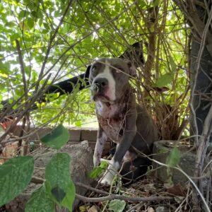 From Bound to Beloved: Scrunchie's Journey from Fear to Family