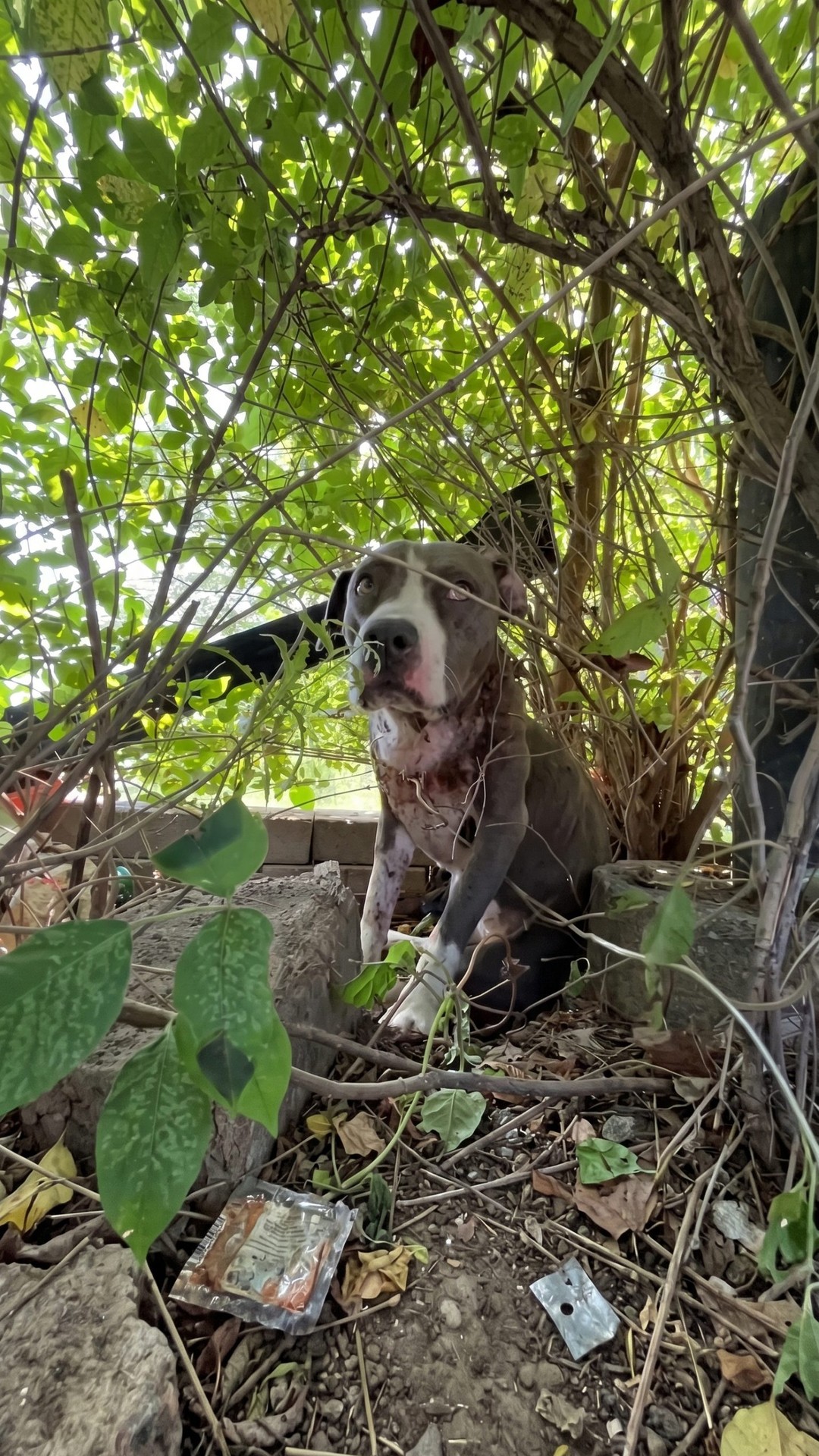 From Bound to Beloved: Scrunchie's Journey from Fear to Family