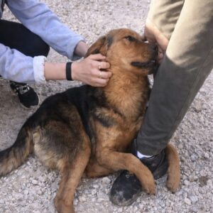 From Pavement to Home: A Stray Dog’s Life-Changing Rescue
