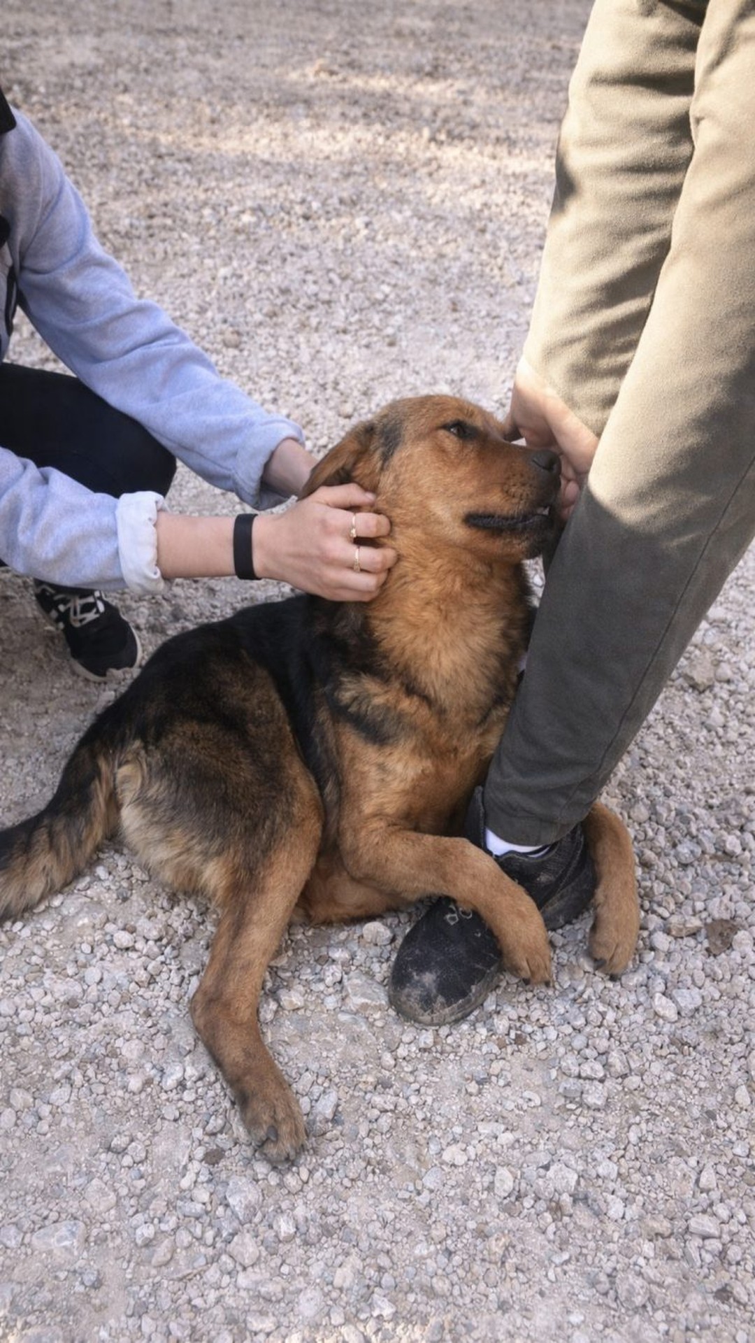 From Pavement to Home: A Stray Dog’s Life-Changing Rescue