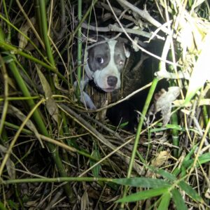 Rescuers Uncover Hidden Puppies Beneath a Struggling Mother Dog