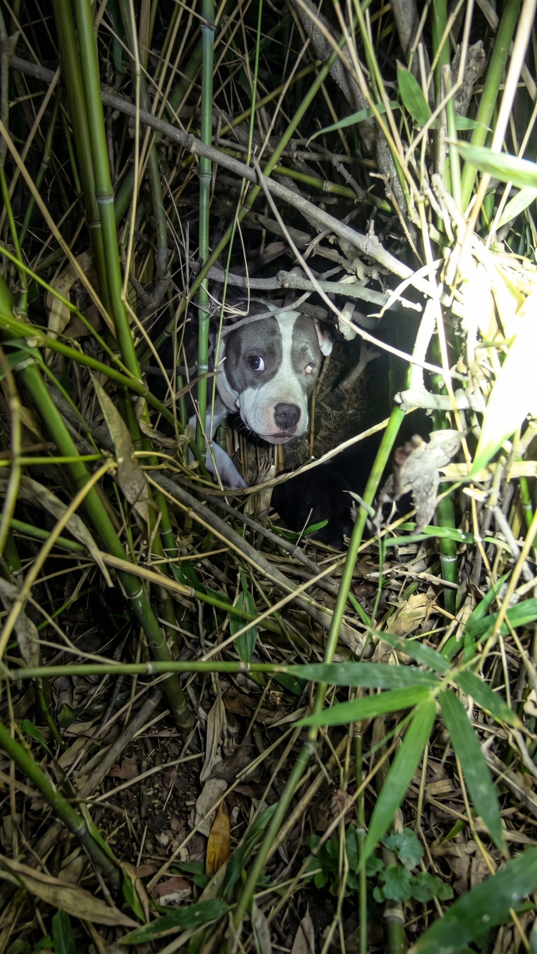 Rescuers Uncover Hidden Puppies Beneath a Struggling Mother Dog