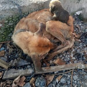Pregnant Dog Endures Winter to Give Birth to Six Puppies