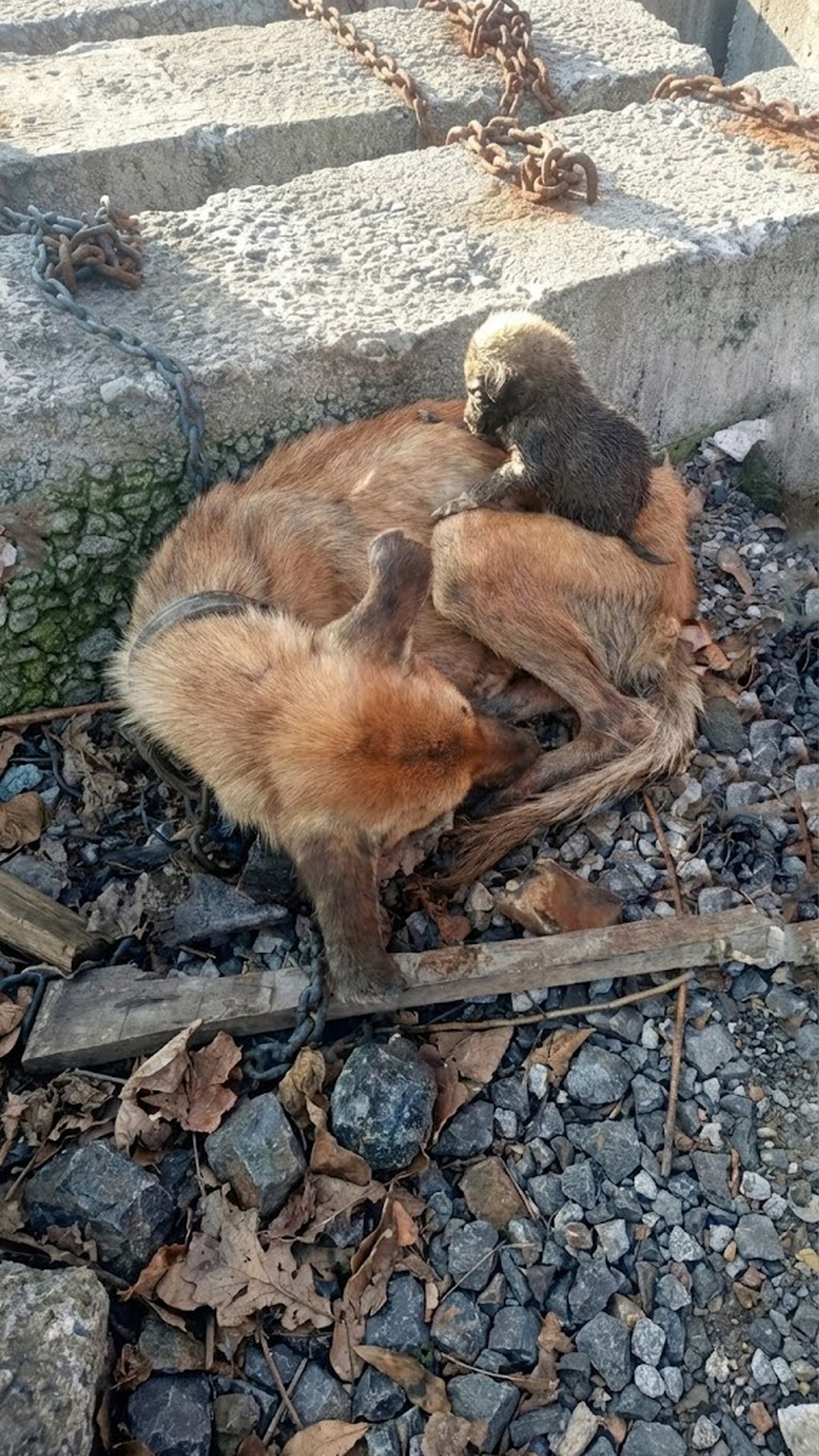 Pregnant Dog Endures Winter to Give Birth to Six Puppies