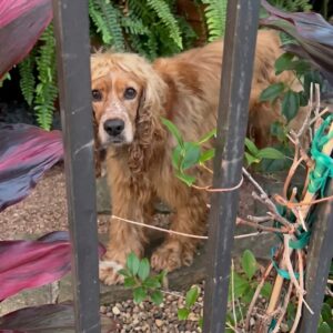 Neighbor's Vigilant Eye Leads to Rescue of Abandoned Dog on a Scorching Patio