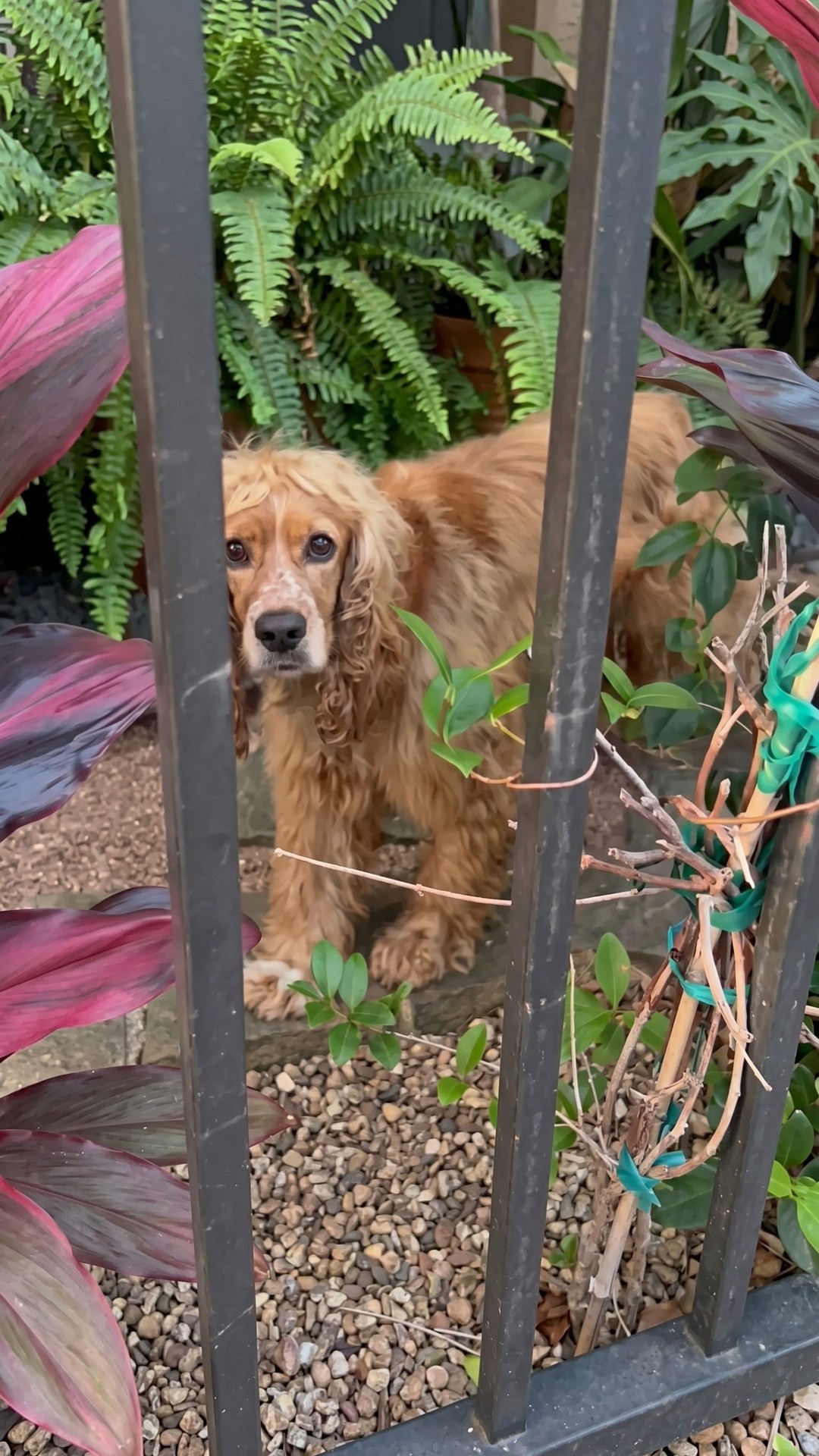 Neighbor's Vigilant Eye Leads to Rescue of Abandoned Dog on a Scorching Patio