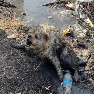 Rescue Team Finds Paralyzed Dog Alone in Freezing Puddle