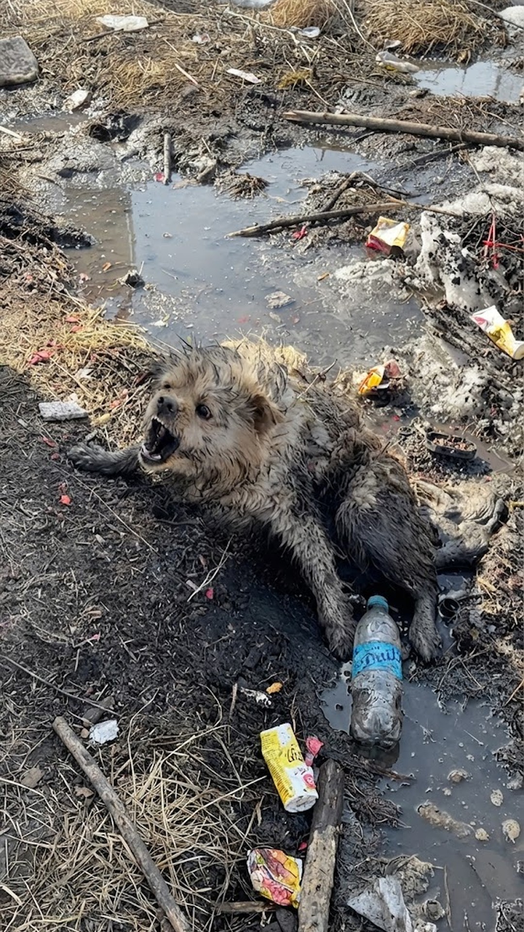 Rescue Team Finds Paralyzed Dog Alone in Freezing Puddle