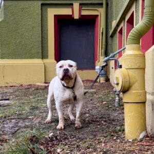 Giant Rescue Dog Transforms from Frozen Fear to Sweet Snuggle Buddy