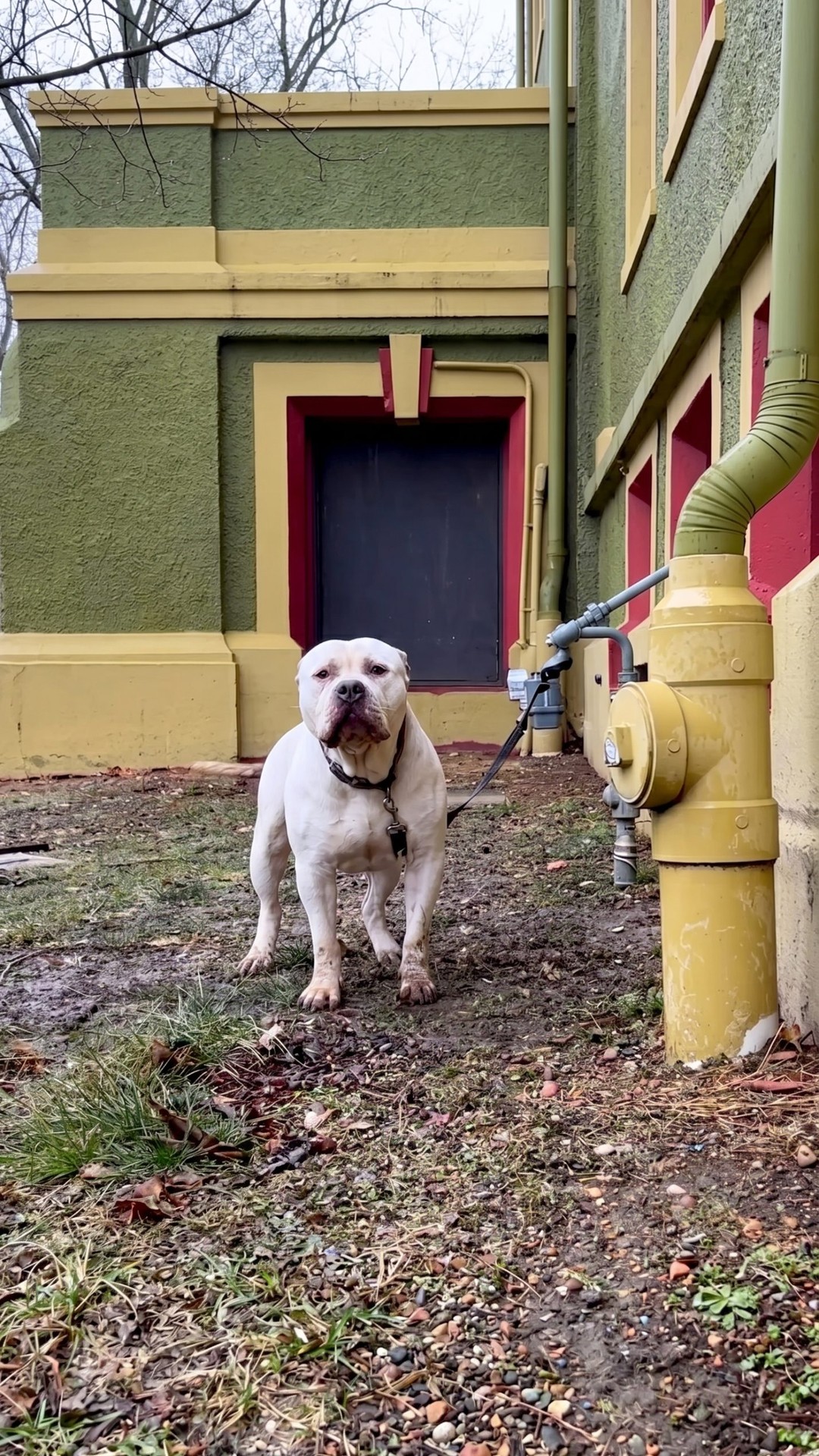 Giant Rescue Dog Transforms from Frozen Fear to Sweet Snuggle Buddy