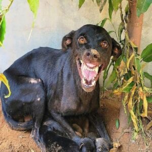 Mother Dog Stands Guard Over Newborn Puppies in Abandoned Area