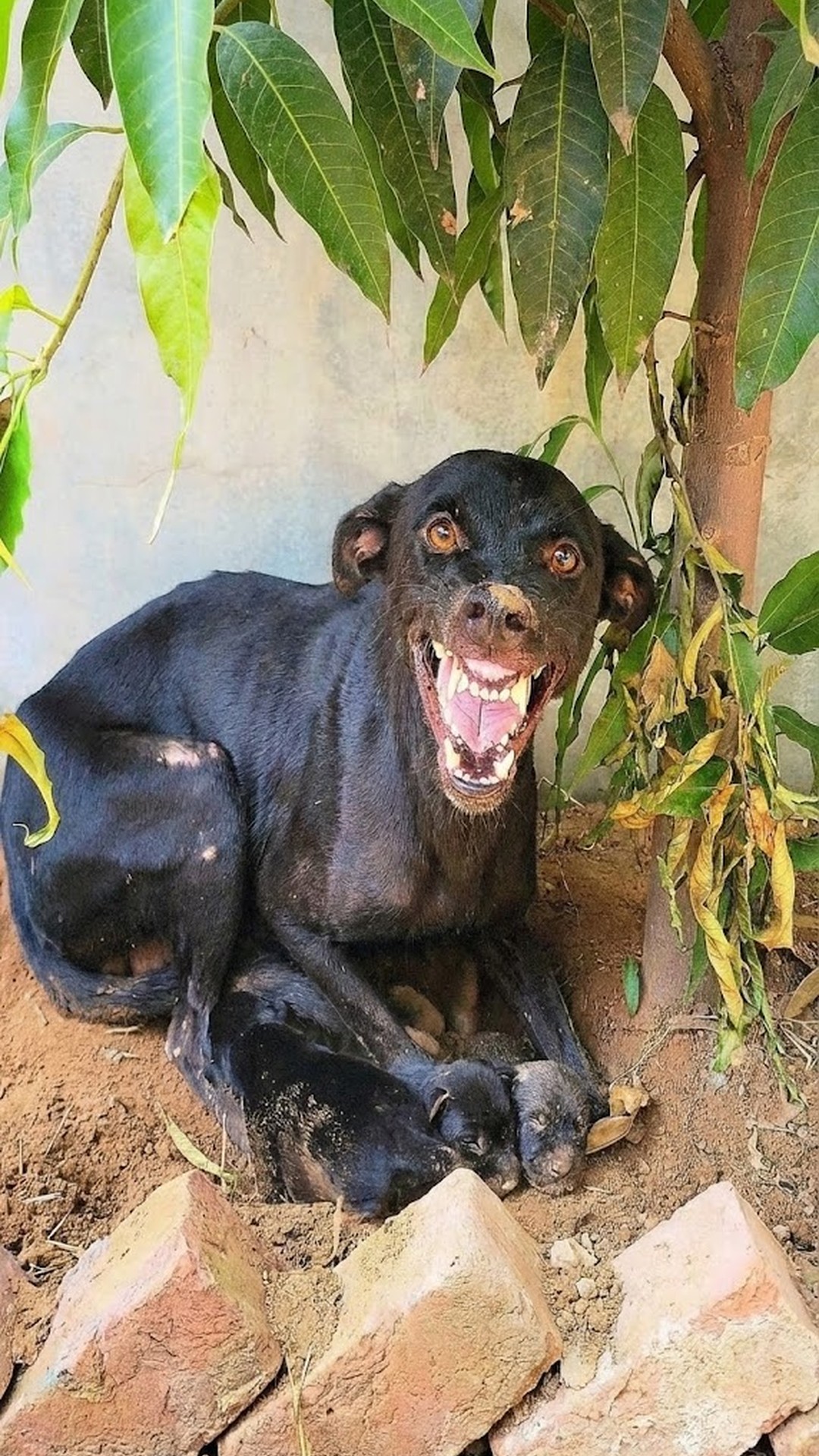 Mother Dog Stands Guard Over Newborn Puppies in Abandoned Area