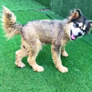 Kronk the Malamute Overcomes Severe Trauma with Intensive Therapy