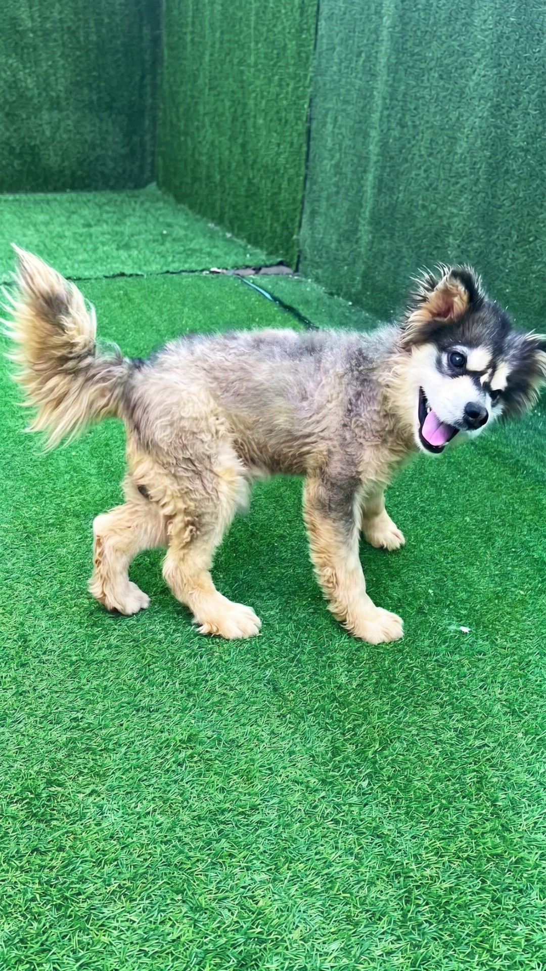 Kronk the Malamute Overcomes Severe Trauma with Intensive Therapy