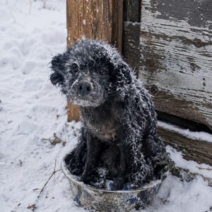 From Shivering in the Snow to a Tail Wagging Recovery: Nakiyu's Progress