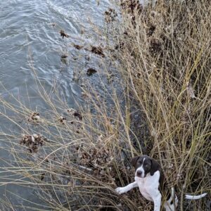Rescue Team Saves Lucky the Pointer Mix from Icy River in South Yorkshire