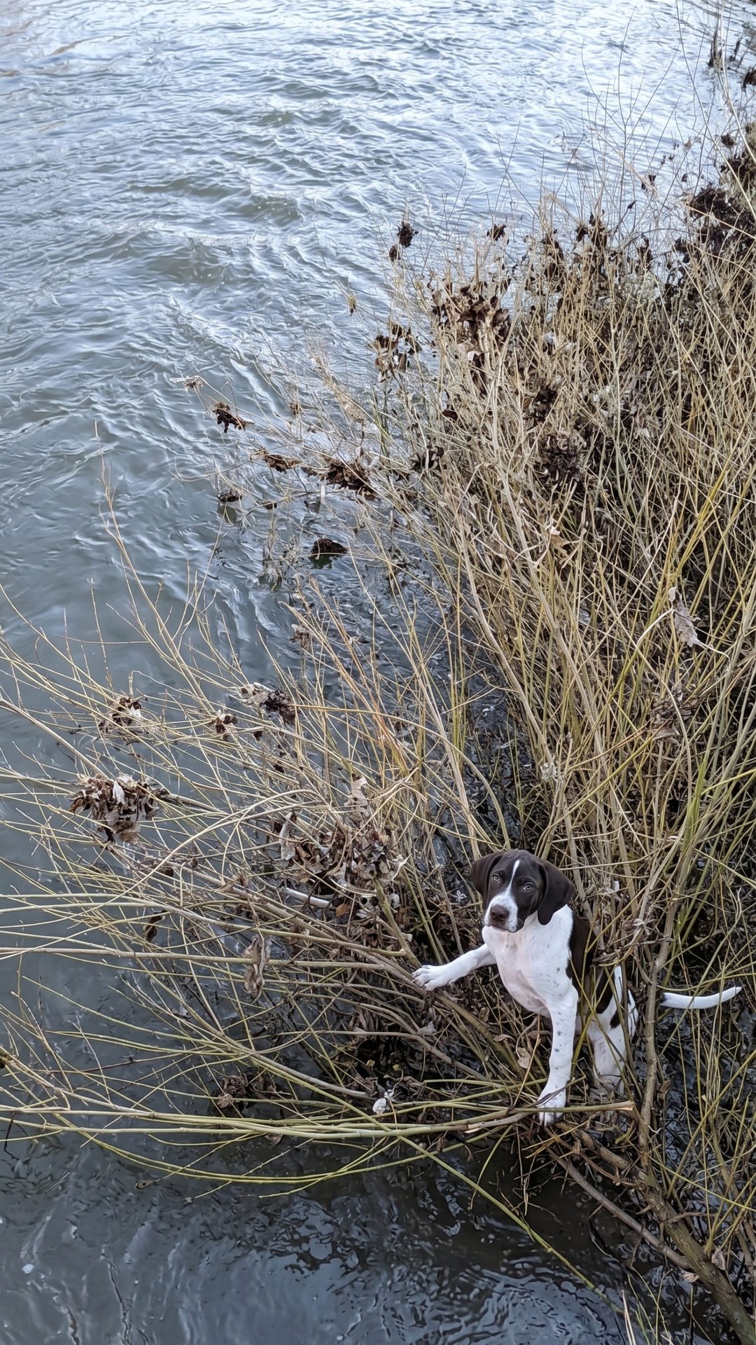 Rescue Team Saves Lucky the Pointer Mix from Icy River in South Yorkshire
