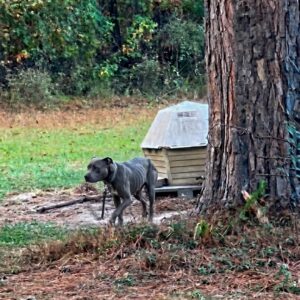 From Chained and Starving to a Loving Home: Draven's Rescue Journey