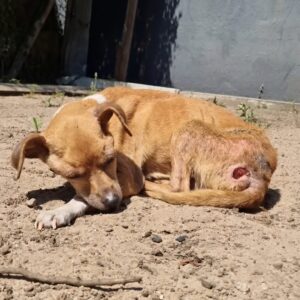 Rescue Team Intervenes to Save Emaciated Dog Facing Euthanasia