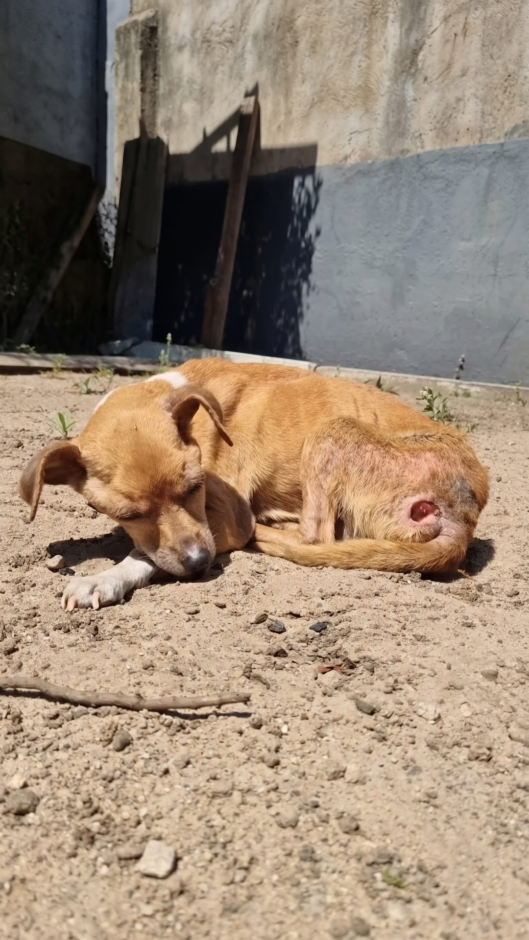 Rescue Team Intervenes to Save Emaciated Dog Facing Euthanasia