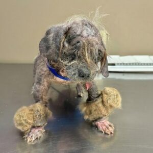 Tiny Dog Survives Against All Odds After Being Found in the Forest
