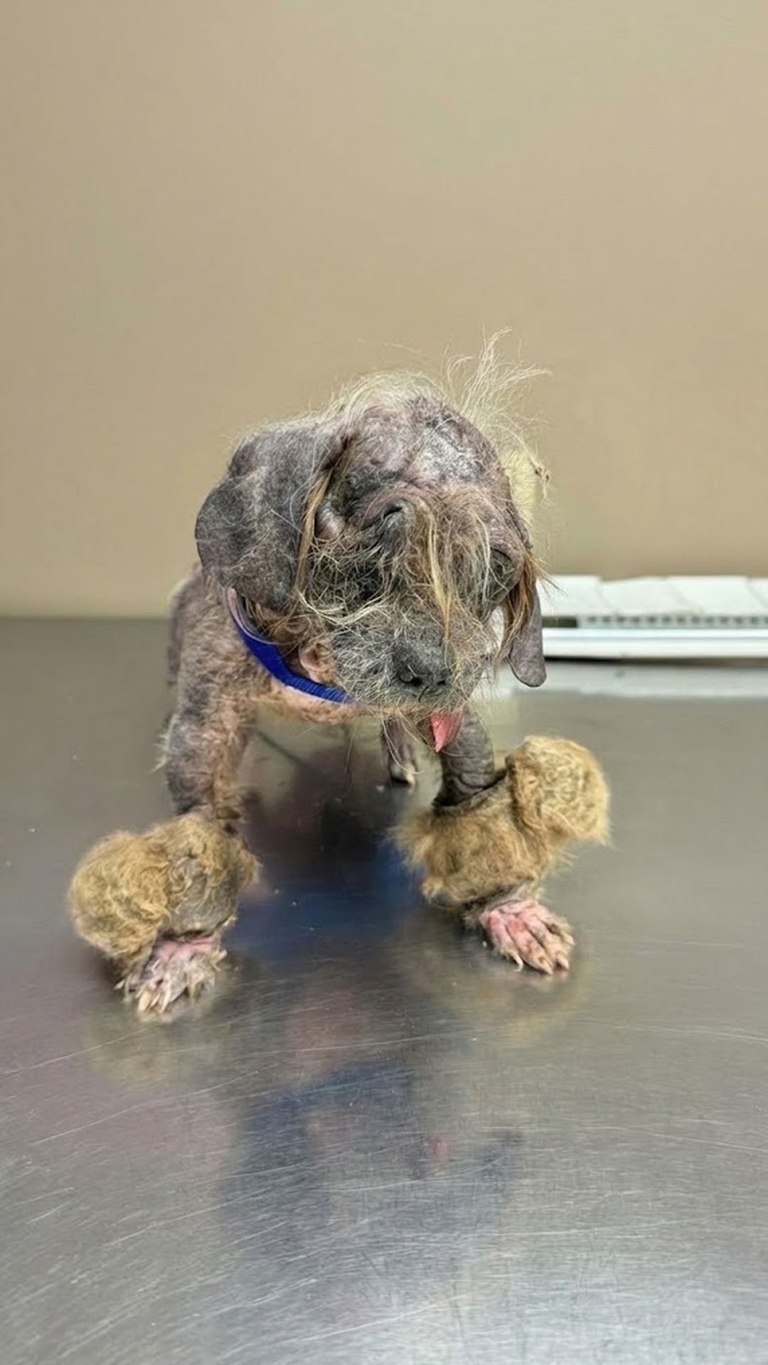 Tiny Dog Survives Against All Odds After Being Found in the Forest