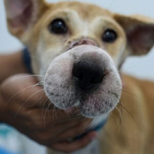 Bound Dog Falls from Truck, Rescued from a Life of Cruelty