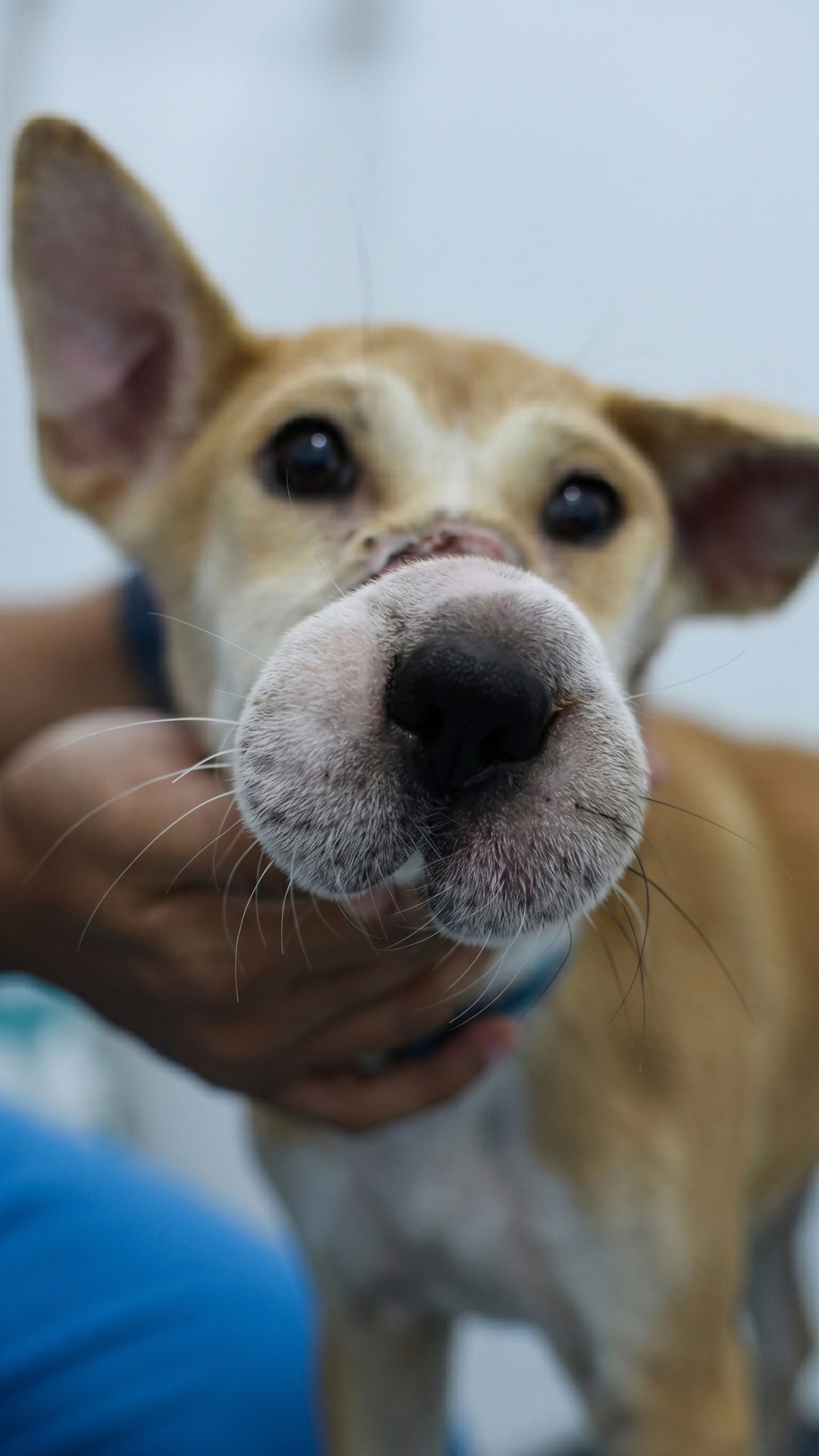 Bound Dog Falls from Truck, Rescued from a Life of Cruelty