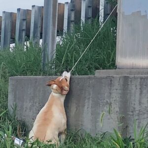 Elderly Dog Rescued from Highway Overpass After Suspended Fight for Life