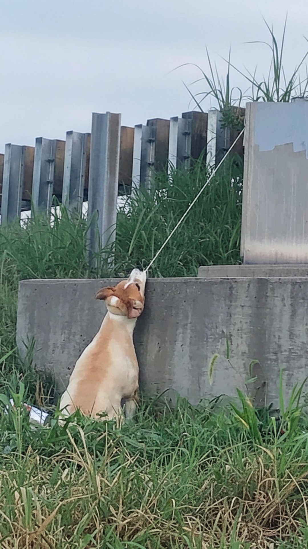 Elderly Dog Rescued from Highway Overpass After Suspended Fight for Life