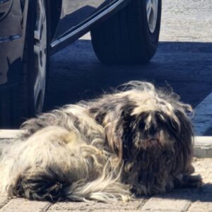 Rescue Team Scores a Breakthrough with a Terrified Dog Named Oreo