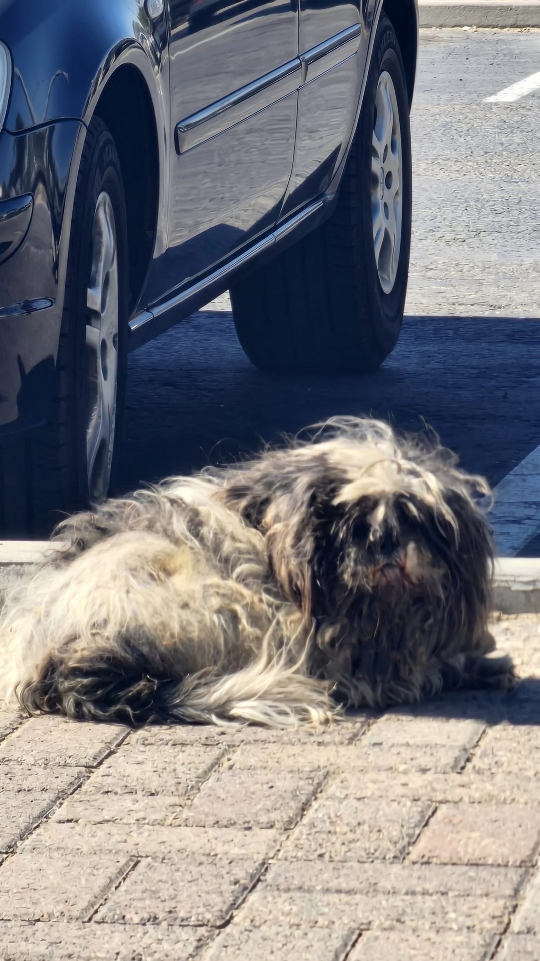 Rescue Team Scores a Breakthrough with a Terrified Dog Named Oreo