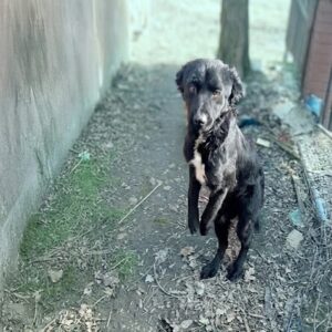 Dog Named Vita Rescued After Dragging Herself for Weeks in the Woods