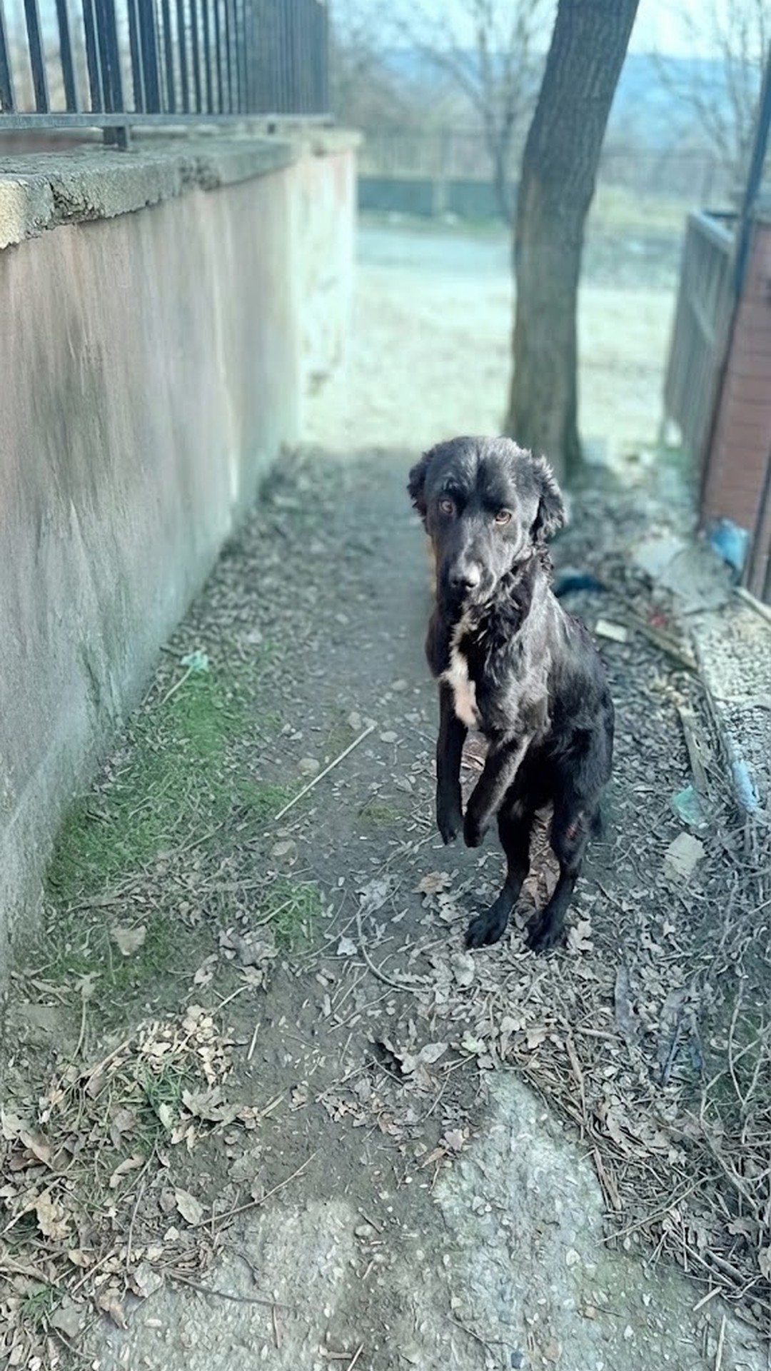 Dog Named Vita Rescued After Dragging Herself for Weeks in the Woods