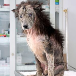 Milton's Transformation: From Abandoned Dog to Nurturing Bear Protector