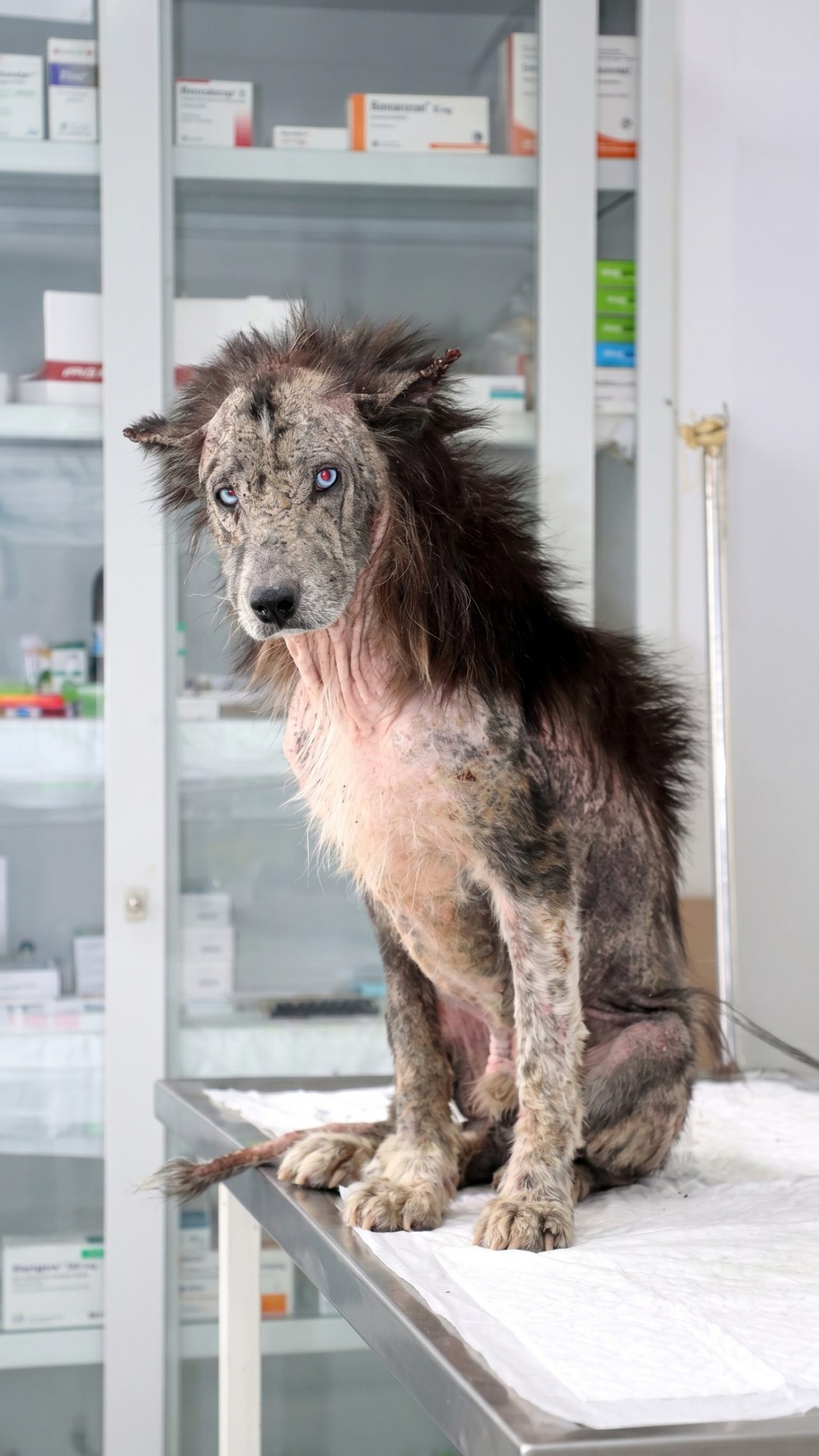 Milton's Transformation: From Abandoned Dog to Nurturing Bear Protector