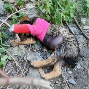 Kompot's Heartwarming Recovery: From Abandoned Puppy to Happy Family Pet