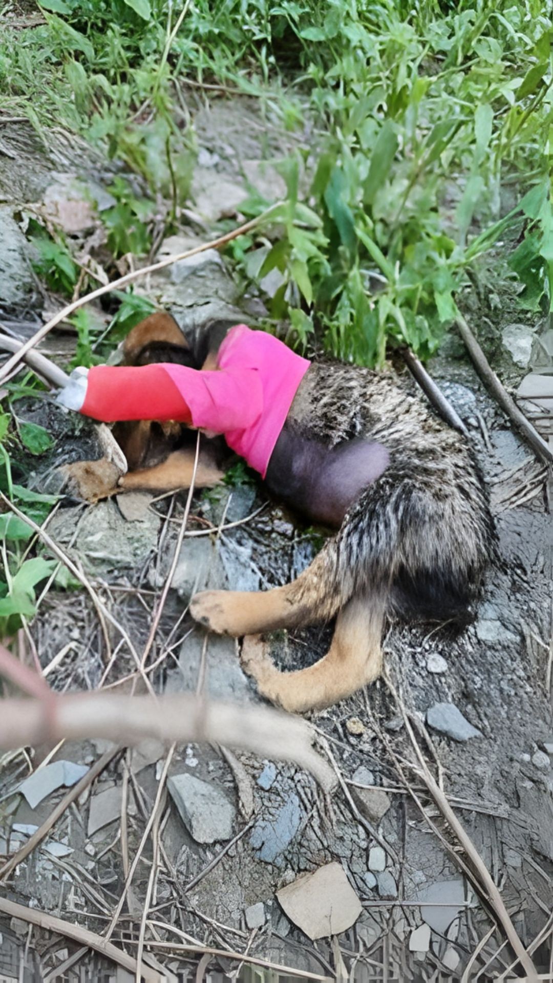 Kompot's Heartwarming Recovery: From Abandoned Puppy to Happy Family Pet
