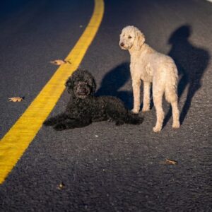After Tragedy, One Poodle Finds a Loving Home While Mourning Her Sister