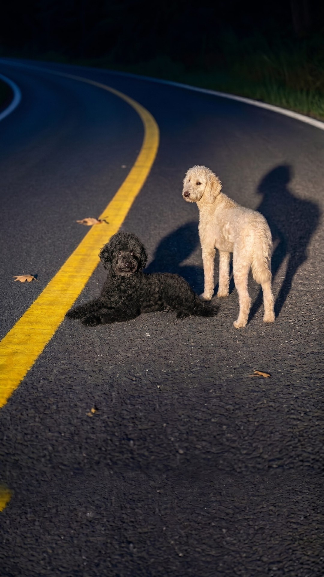 After Tragedy, One Poodle Finds a Loving Home While Mourning Her Sister