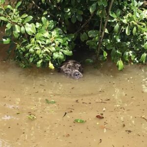 Sadie's Remarkable Journey: From Floodwaters to Family Reunion in 2016