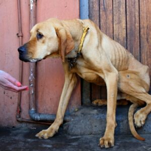 From Chains to Comfort: Crut's Journey from Starvation to Sanctuary