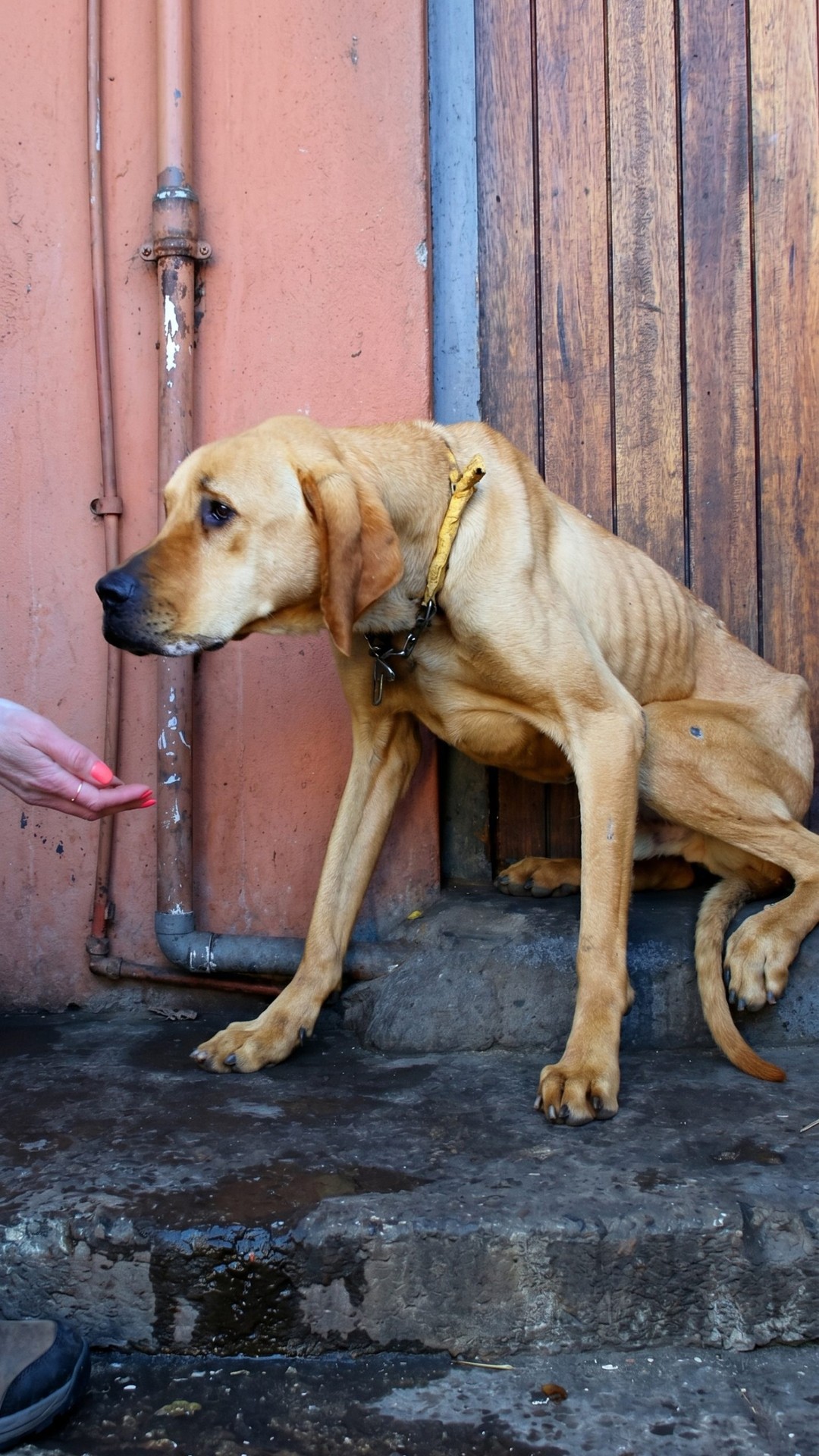 From Chains to Comfort: Crut's Journey from Starvation to Sanctuary